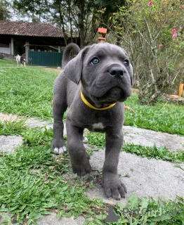 Фото №3. Познакомьтесь с Аполлоном, сильным, благородным и бесконечно преданным..  Германия