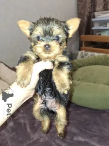 Дополнительные фото: Девочка и Мальчик Йоркширского Терьера. 