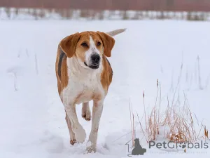 Дополнительные фото: Зара, обворожительная, статная гончая ищет дом