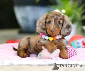 Фото №1. такса - купить в Берлине за 51022₽. Объявление №164807