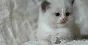 Дополнительные фото: Красивый чистокровный котенок тряпки (2 мужчины, 1 сука)