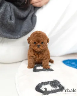 Фото №1. пудель (той) - купить в Колоне за договорная. Объявление №163709