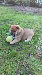 Дополнительные фото: Сиба ину щенок мальчик прививками документами РКФ