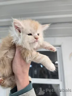 Дополнительные фото: Очаровательный котенок мейнкун