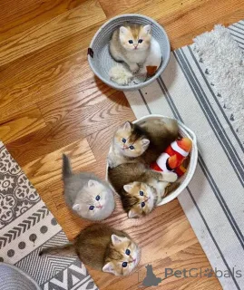 Фото №1. манчкин - купить в Лейпциг за 32468₽. Объявление №166475