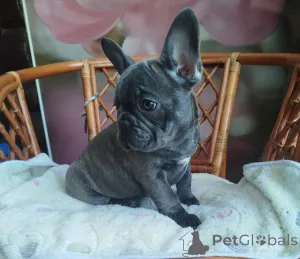 Дополнительные фото: Красивый мальчик французский бульдог.