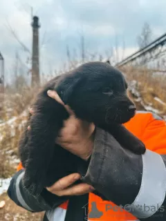 Фото №3. Малыши щенки срочно ищут дом!.  Россия