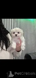 Дополнительные фото: Мальтипу х Котон де Тулеар