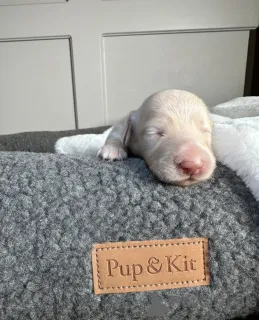 Фото №1. такса - купить в Тарту за 31454₽. Объявление №161333