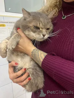 Фото №3. Пристраивается красивейший крупный серый кот по имени Котя.. Россия