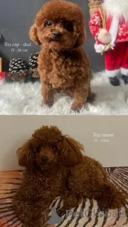 Дополнительные фото: Красный игрушечный пудель с чашкой