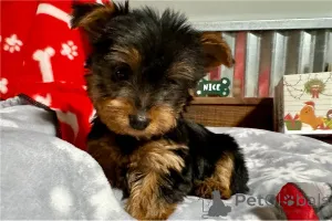 Фото №1. беспородная - купить в Кампания De Berchtesgaden за договорная. Объявление №155845