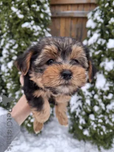 Дополнительные фото: Обаятельные щенки Йоркширского Терьера