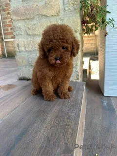 Дополнительные фото: Красный и абрикосовый пудель