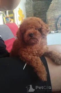 Дополнительные фото: Красный карликовой пудель, красивые щенки