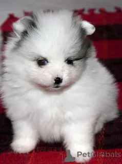 Фото №1. померанский шпиц - купить в Rapperswil-Jona за Бесплатно. Объявление №140242