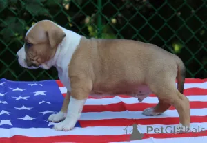 Фото №2 к объявлению №150144 о продаже гампра - купить в Армении частное объявление