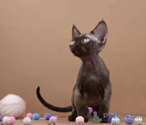 Фото №3. Devon rex шоколад. Германия