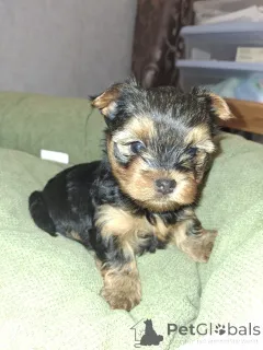 Дополнительные фото: Чистокровные щенки Йоркширского Терьера.