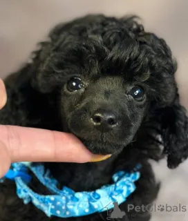 Фото №4. Продажа пуделя (той) в Сомбор заводчик - цена 92767₽