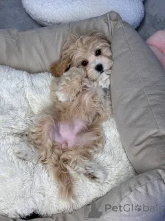 Фото №3. Разведение я делаю со страстью.  Американское Самоа