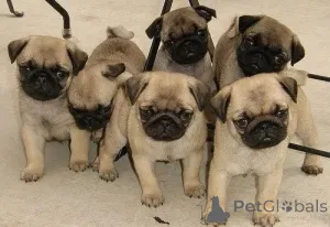 Фото №1. беспородная - купить в Sevettijärvi за договорная. Объявление №162485