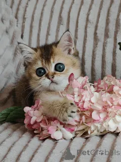 Фото №2 к объявлению №149357 о продаже шотландская вислоухая (скоттиш фолд) - купить в России из питомника, заводчик