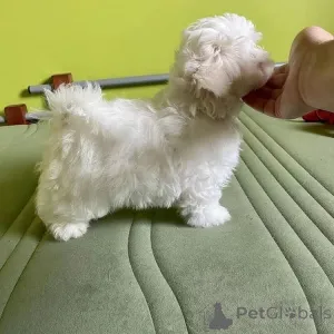 Дополнительные фото: Симпатичные щенки мальтийской болонки в чашке, самки, зарегистрированы в AKC,