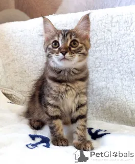 Фото №1.  - купить в Москова за Бесплатно. Объявление №158290