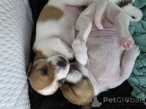 Фото №2 к объявлению №164575 о продаже джек-рассел-терьера - купить в Израиле частное объявление