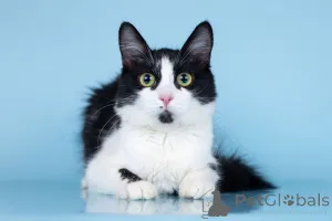 Дополнительные фото: Нежный комочек счастья по имени Ника ждет своих хозяев!