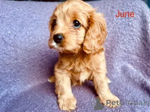 Дополнительные фото: Кавудл первого поколения с ДНК и проверенными родителями.