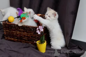 Дополнительные фото: Замечательные котята готовы к передаче новым владельцам по исполнению 2