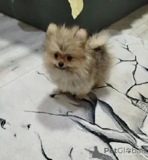 Фото №3. Красивые мишки Бо-Петди.  Сербия