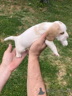 Дополнительные фото: Beagle Puppy