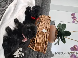 Фото №1. пекинес - купить в Wädenswil за 129874₽. Объявление №143144