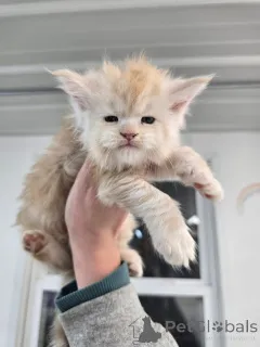 Фото №1.  - купить в Эелс за договорная. Объявление №156476