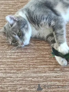 Фото №4. Продам  в Санкт-Петербурге частное объявление - цена Бесплатно