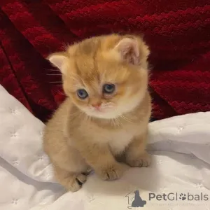 Дополнительные фото: Шотландские вислоухие котята мужского и женского пола Котята