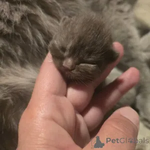 Фото №4. Продам британскую короткошёрстную в Берлине частное объявление, из приюта - цена 51022₽