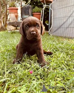 Фото №3. Labrador Retriever-Welpen Zur усыновление.  Германия