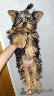 Дополнительные фото: Чистокровные щенки Йокрширского Терьера. 