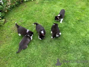 Фото №3. Щенки сибирского хаски.  Эстония