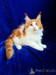 Дополнительные фото: Котята Мейн-кун