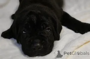 Фото №1. акита-ину - купить в Брегенц за 31454₽. Объявление №161323