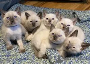 Фото №1. сиамская - купить в Антверпен за 46384₽. Объявление №162345