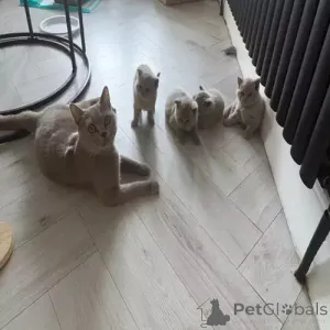 Фото №2 к объявлению №167254 о продаже британская короткошёрстная - купить в Германии частное объявление