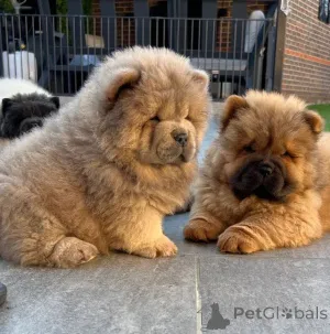 Дополнительные фото: Красивые щенки чау-чау