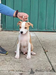 Дополнительные фото: Щенки американского стаффордширского терьера