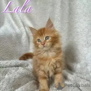 Фото №1. мейн-кун - купить в Гамбург за 35251₽. Объявление №167255